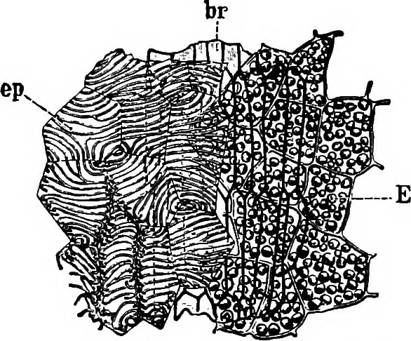 An illustration from The microscopy of vegetable foods : with special reference to the detection of adulteration and the diagnosis of mixtures, 1906, leaf 370