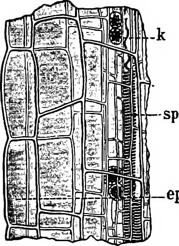 An illustration from The microscopy of vegetable foods : with special reference to the detection of adulteration and the diagnosis of mixtures, 1906, leaf 370