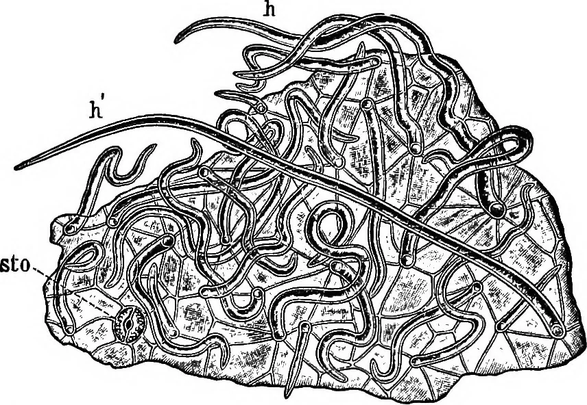 An illustration from The microscopy of vegetable foods : with special reference to the detection of adulteration and the diagnosis of mixtures, 1906, leaf 374