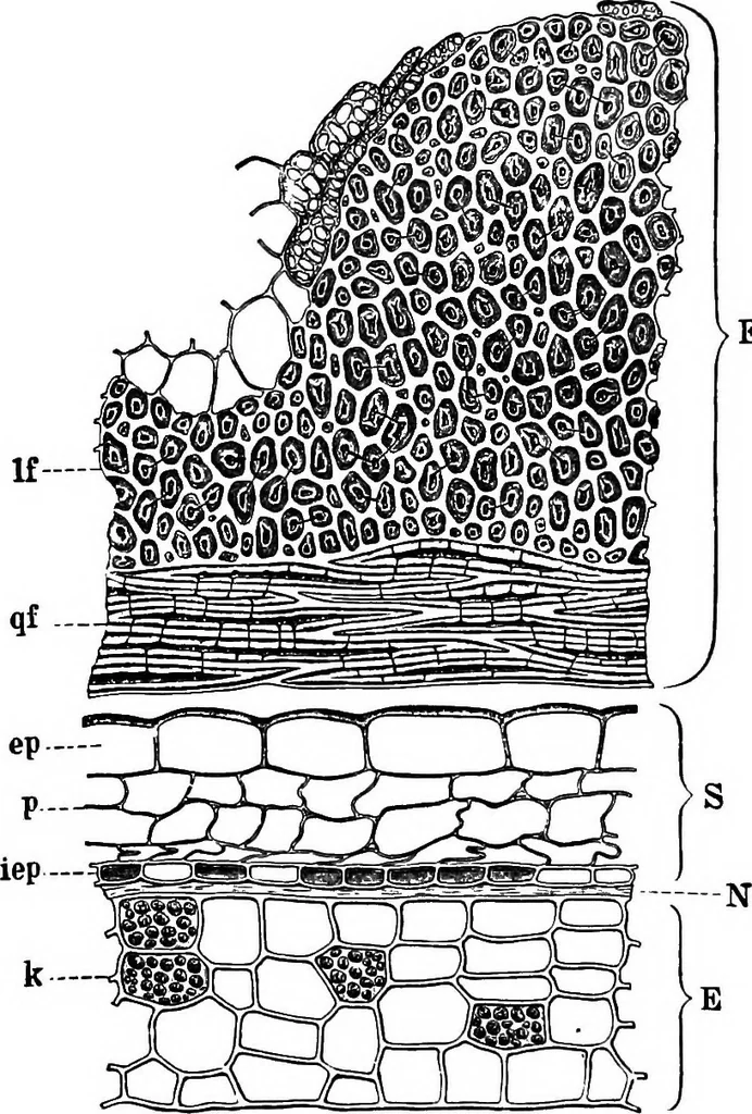 An illustration from The microscopy of vegetable foods : with special reference to the detection of adulteration and the diagnosis of mixtures, 1906, leaf 375