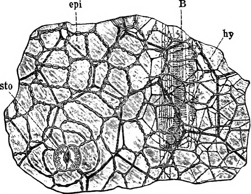 An illustration from The microscopy of vegetable foods : with special reference to the detection of adulteration and the diagnosis of mixtures, 1906, leaf 381