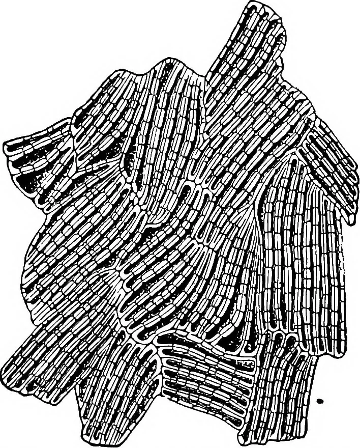 An illustration from The microscopy of vegetable foods : with special reference to the detection of adulteration and the diagnosis of mixtures, 1906, leaf 382