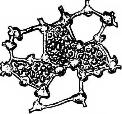An illustration from The microscopy of vegetable foods : with special reference to the detection of adulteration and the diagnosis of mixtures, 1906, leaf 384
