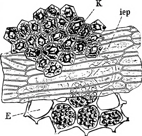 An illustration from The microscopy of vegetable foods : with special reference to the detection of adulteration and the diagnosis of mixtures, 1906, leaf 384