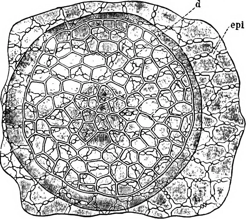 An illustration from The microscopy of vegetable foods : with special reference to the detection of adulteration and the diagnosis of mixtures, 1906, leaf 385