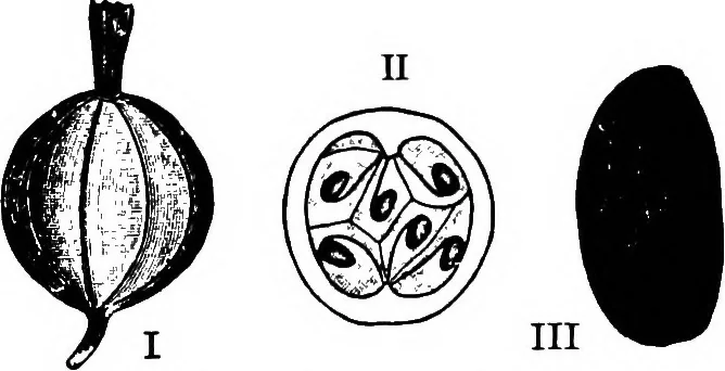 An illustration from The microscopy of vegetable foods : with special reference to the detection of adulteration and the diagnosis of mixtures, 1906, leaf 387