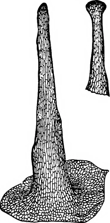 An illustration from The microscopy of vegetable foods : with special reference to the detection of adulteration and the diagnosis of mixtures, 1906, leaf 387