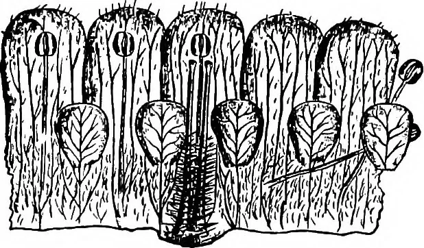 An illustration from The microscopy of vegetable foods : with special reference to the detection of adulteration and the diagnosis of mixtures, 1906, leaf 388