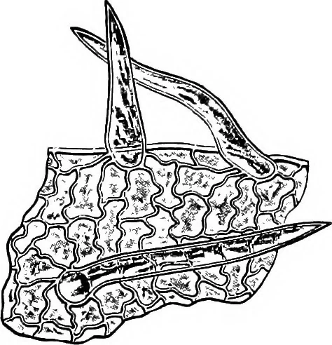 An illustration from The microscopy of vegetable foods : with special reference to the detection of adulteration and the diagnosis of mixtures, 1906, leaf 388
