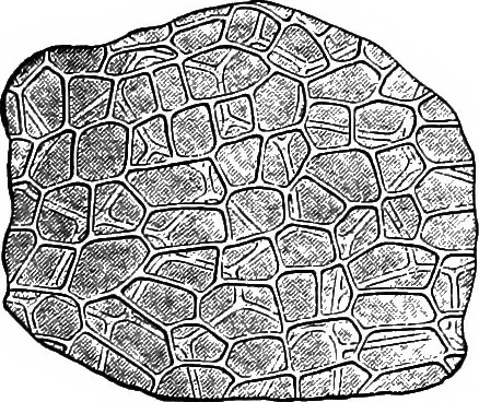 An illustration from The microscopy of vegetable foods : with special reference to the detection of adulteration and the diagnosis of mixtures, 1906, leaf 390
