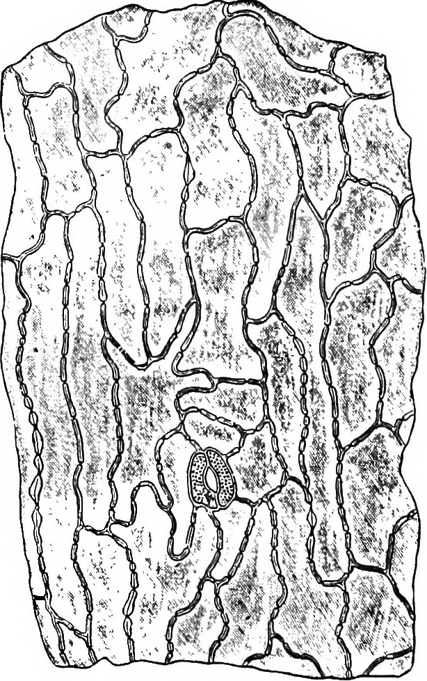 An illustration from The microscopy of vegetable foods : with special reference to the detection of adulteration and the diagnosis of mixtures, 1906, leaf 391