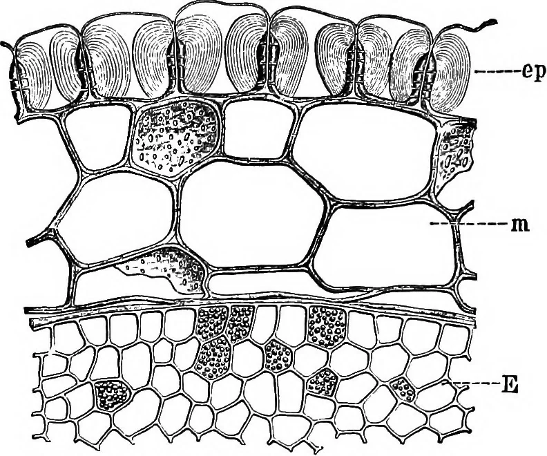An illustration from The microscopy of vegetable foods : with special reference to the detection of adulteration and the diagnosis of mixtures, 1906, leaf 392