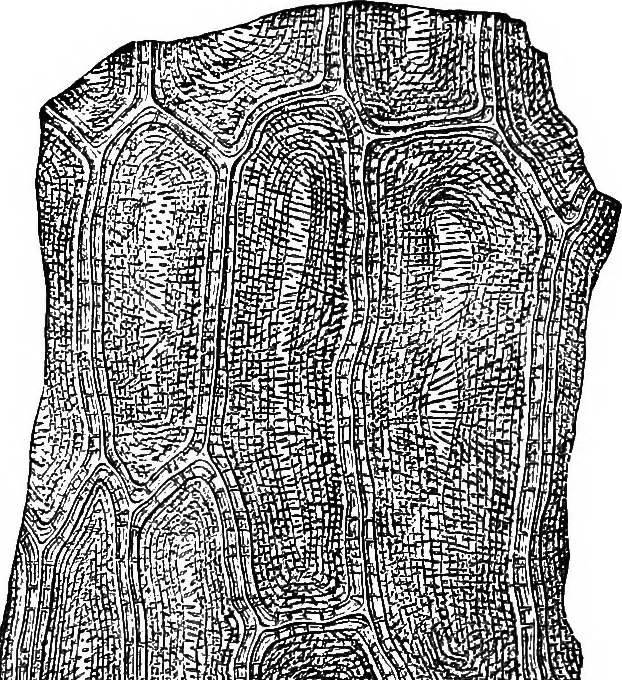 An illustration from The microscopy of vegetable foods : with special reference to the detection of adulteration and the diagnosis of mixtures, 1906, leaf 392