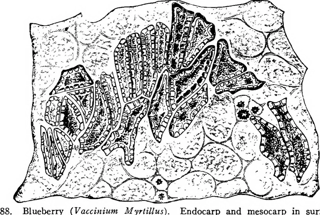 An illustration from The microscopy of vegetable foods : with special reference to the detection of adulteration and the diagnosis of mixtures, 1906, leaf 394