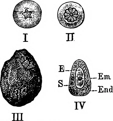 An illustration from The microscopy of vegetable foods : with special reference to the detection of adulteration and the diagnosis of mixtures, 1906, leaf 396