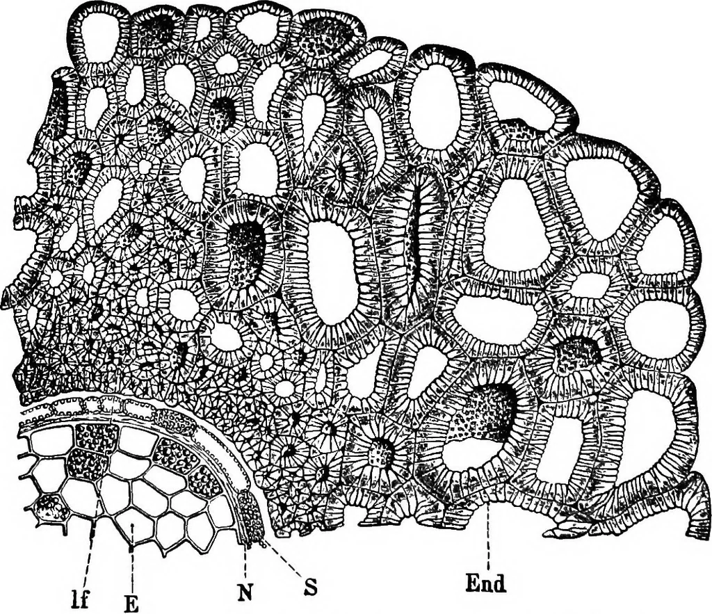 An illustration from The microscopy of vegetable foods : with special reference to the detection of adulteration and the diagnosis of mixtures, 1906, leaf 397