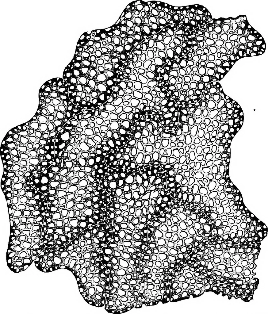 An illustration from The microscopy of vegetable foods : with special reference to the detection of adulteration and the diagnosis of mixtures, 1906, leaf 398