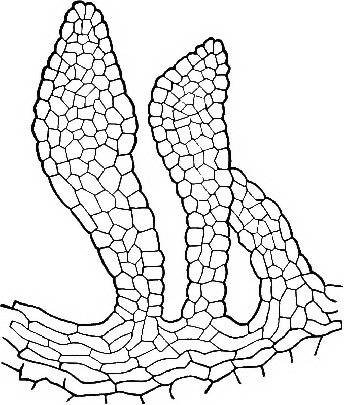 An illustration from The microscopy of vegetable foods : with special reference to the detection of adulteration and the diagnosis of mixtures, 1906, leaf 402