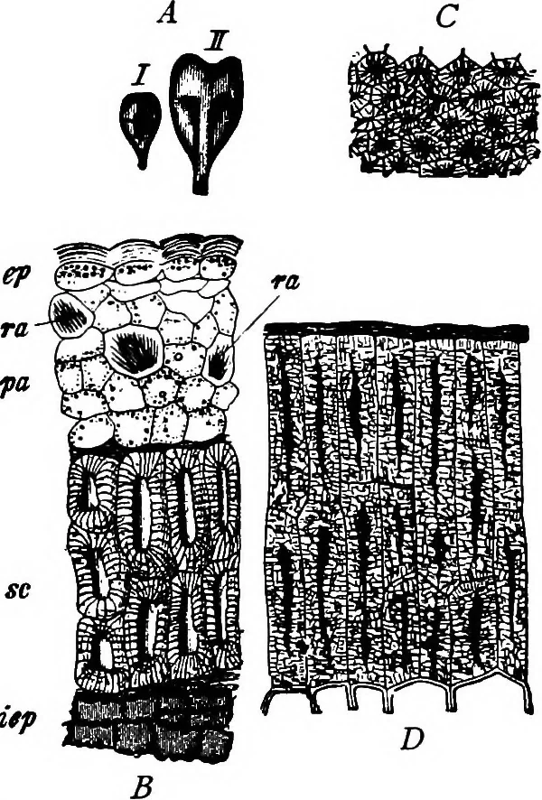 An illustration from The microscopy of vegetable foods : with special reference to the detection of adulteration and the diagnosis of mixtures, 1906, leaf 406