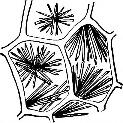 An illustration from The microscopy of vegetable foods : with special reference to the detection of adulteration and the diagnosis of mixtures, 1906, leaf 408