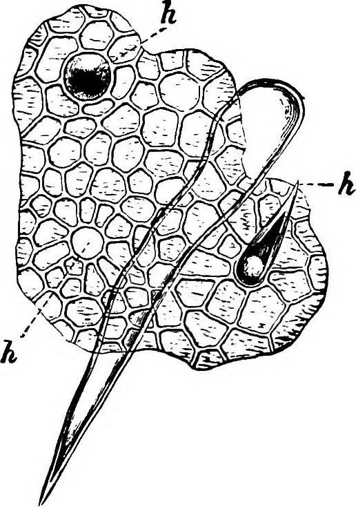 An illustration from The microscopy of vegetable foods : with special reference to the detection of adulteration and the diagnosis of mixtures, 1906, leaf 410