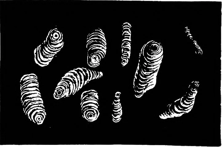 An illustration from The microscopy of vegetable foods : with special reference to the detection of adulteration and the diagnosis of mixtures, 1906, leaf 417