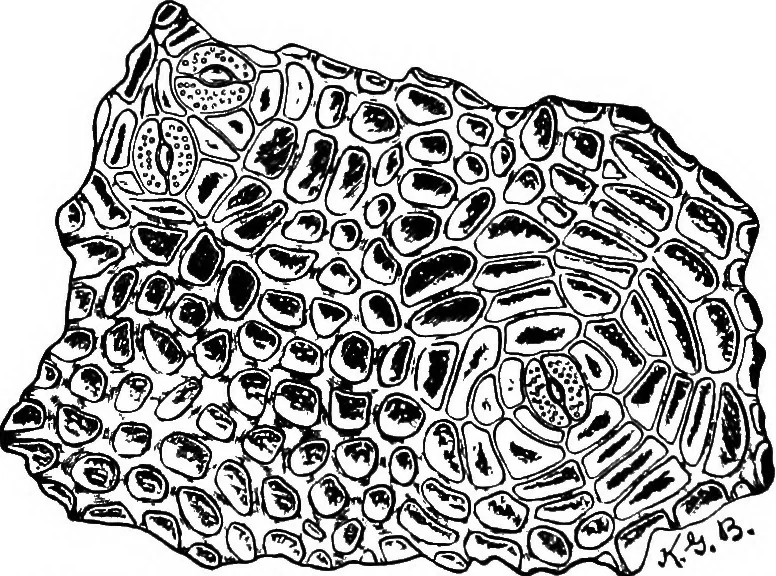 An illustration from The microscopy of vegetable foods : with special reference to the detection of adulteration and the diagnosis of mixtures, 1906, leaf 425