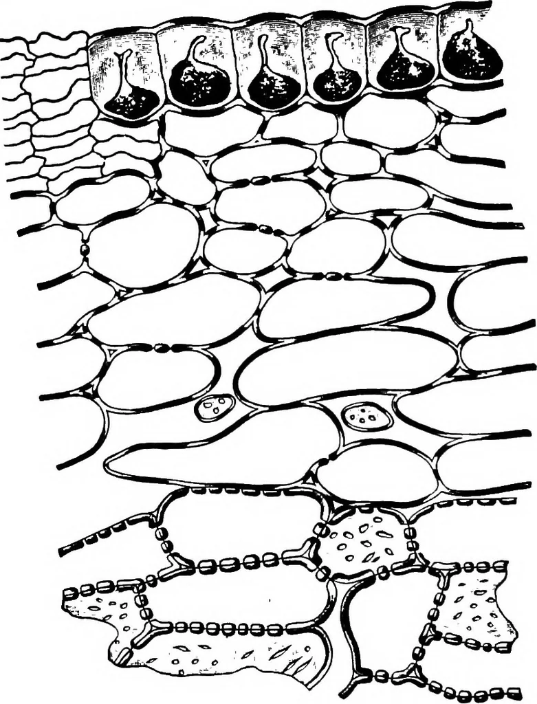 An illustration from The microscopy of vegetable foods : with special reference to the detection of adulteration and the diagnosis of mixtures, 1906, leaf 431
