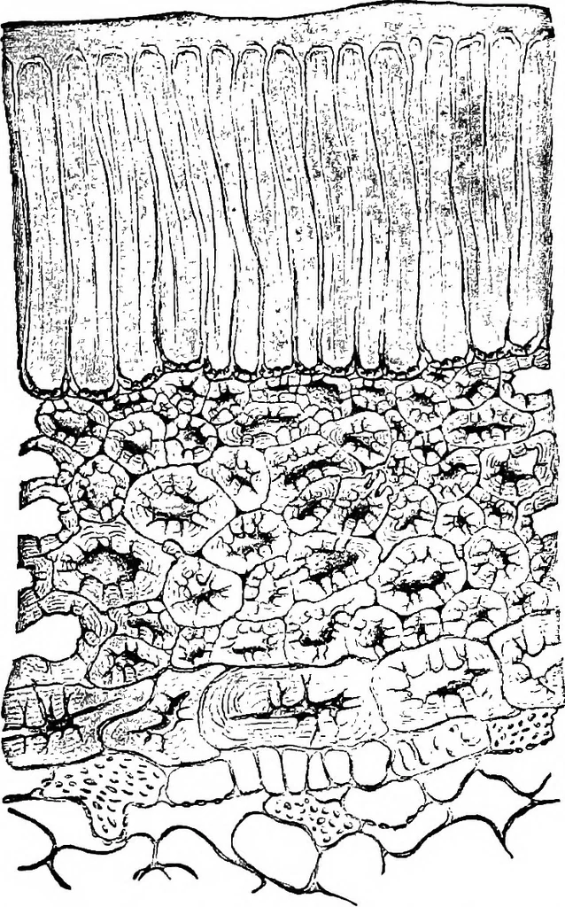 An illustration from The microscopy of vegetable foods : with special reference to the detection of adulteration and the diagnosis of mixtures, 1906, leaf 432
