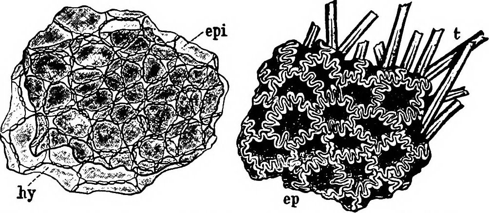 An illustration from The microscopy of vegetable foods : with special reference to the detection of adulteration and the diagnosis of mixtures, 1906, leaf 434
