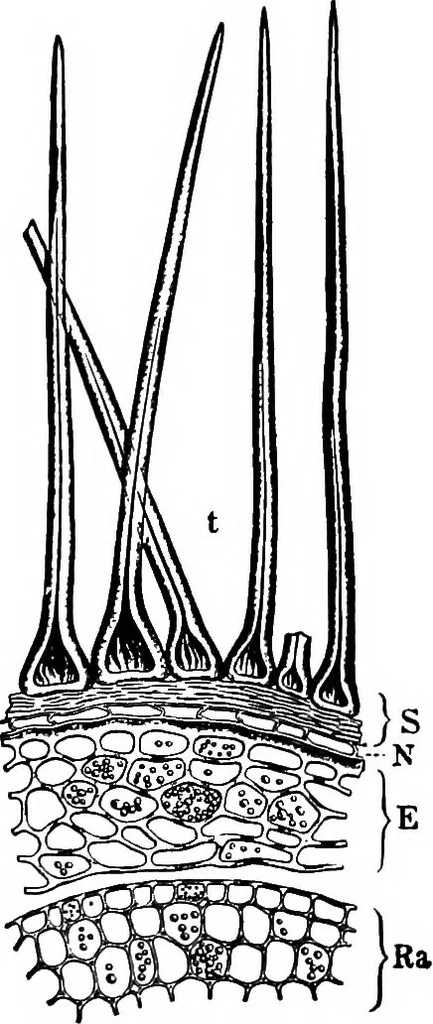 An illustration from The microscopy of vegetable foods : with special reference to the detection of adulteration and the diagnosis of mixtures, 1906, leaf 435