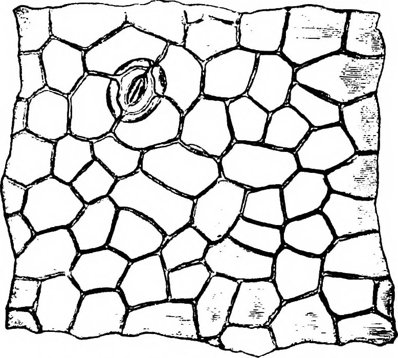 An illustration from The microscopy of vegetable foods : with special reference to the detection of adulteration and the diagnosis of mixtures, 1906, leaf 438