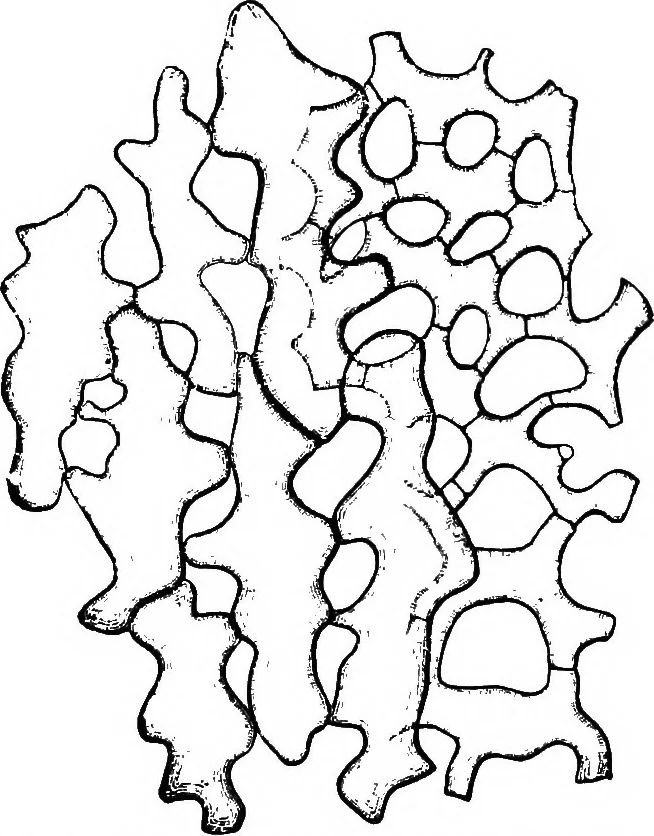 An illustration from The microscopy of vegetable foods : with special reference to the detection of adulteration and the diagnosis of mixtures, 1906, leaf 44