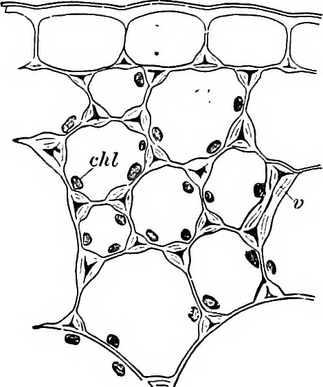 An illustration from The microscopy of vegetable foods : with special reference to the detection of adulteration and the diagnosis of mixtures, 1906, leaf 44