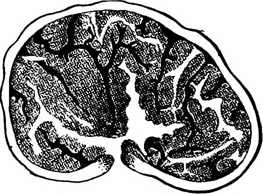 An illustration from The microscopy of vegetable foods : with special reference to the detection of adulteration and the diagnosis of mixtures, 1906, leaf 444