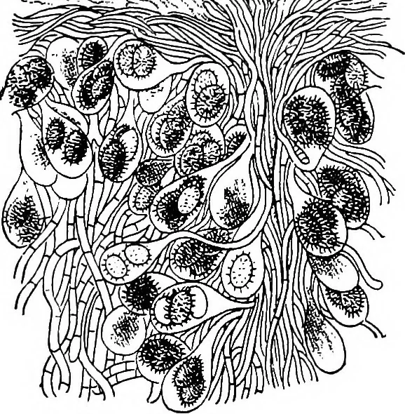 An illustration from The microscopy of vegetable foods : with special reference to the detection of adulteration and the diagnosis of mixtures, 1906, leaf 444