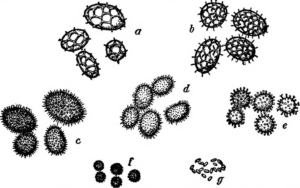 An illustration from The microscopy of vegetable foods : with special reference to the detection of adulteration and the diagnosis of mixtures, 1906, leaf 444