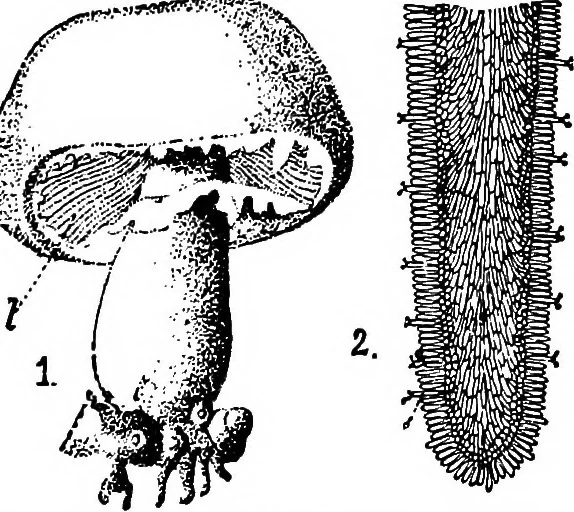 An illustration from The microscopy of vegetable foods : with special reference to the detection of adulteration and the diagnosis of mixtures, 1906, leaf 446