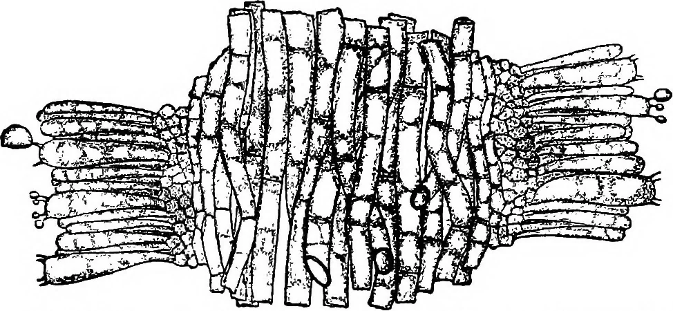 An illustration from The microscopy of vegetable foods : with special reference to the detection of adulteration and the diagnosis of mixtures, 1906, leaf 446