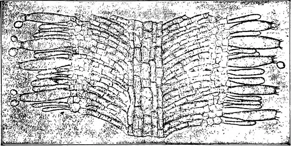 An illustration from The microscopy of vegetable foods : with special reference to the detection of adulteration and the diagnosis of mixtures, 1906, leaf 447