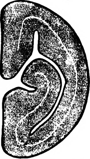 An illustration from The microscopy of vegetable foods : with special reference to the detection of adulteration and the diagnosis of mixtures, 1906, leaf 451