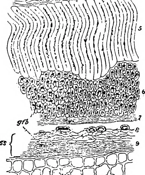 An illustration from The microscopy of vegetable foods : with special reference to the detection of adulteration and the diagnosis of mixtures, 1906, leaf 452