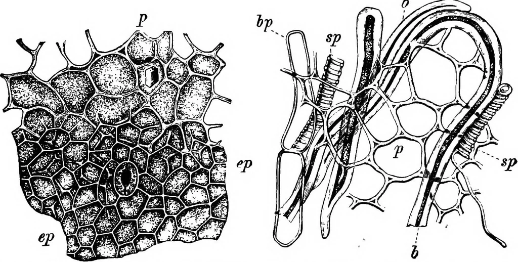 An illustration from The microscopy of vegetable foods : with special reference to the detection of adulteration and the diagnosis of mixtures, 1906, leaf 453