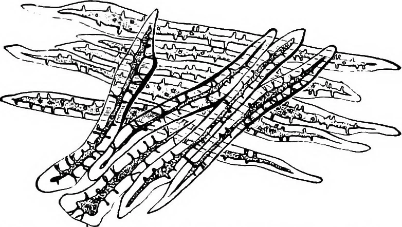 An illustration from The microscopy of vegetable foods : with special reference to the detection of adulteration and the diagnosis of mixtures, 1906, leaf 454