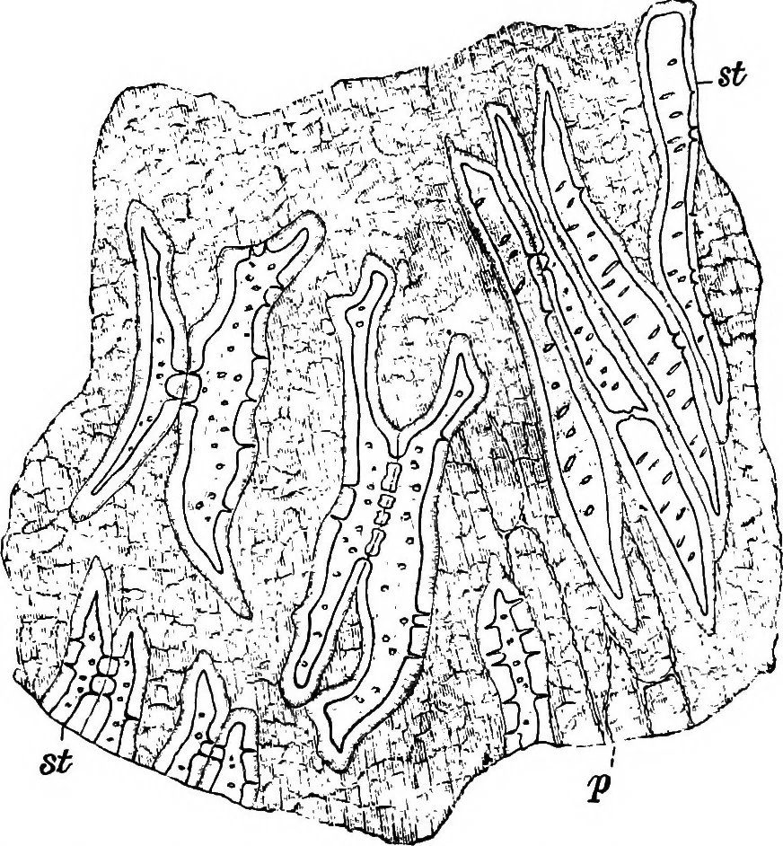 An illustration from The microscopy of vegetable foods : with special reference to the detection of adulteration and the diagnosis of mixtures, 1906, leaf 454