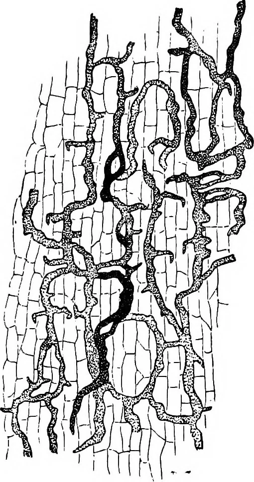 An illustration from The microscopy of vegetable foods : with special reference to the detection of adulteration and the diagnosis of mixtures, 1906, leaf 464