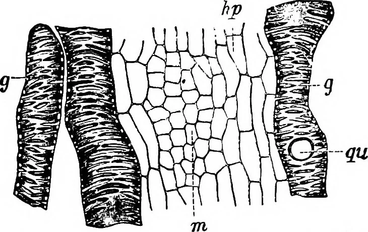 An illustration from The microscopy of vegetable foods : with special reference to the detection of adulteration and the diagnosis of mixtures, 1906, leaf 464