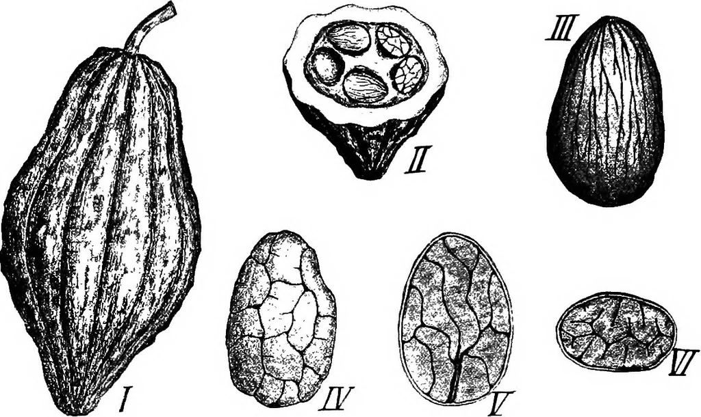 An illustration from The microscopy of vegetable foods : with special reference to the detection of adulteration and the diagnosis of mixtures, 1906, leaf 466