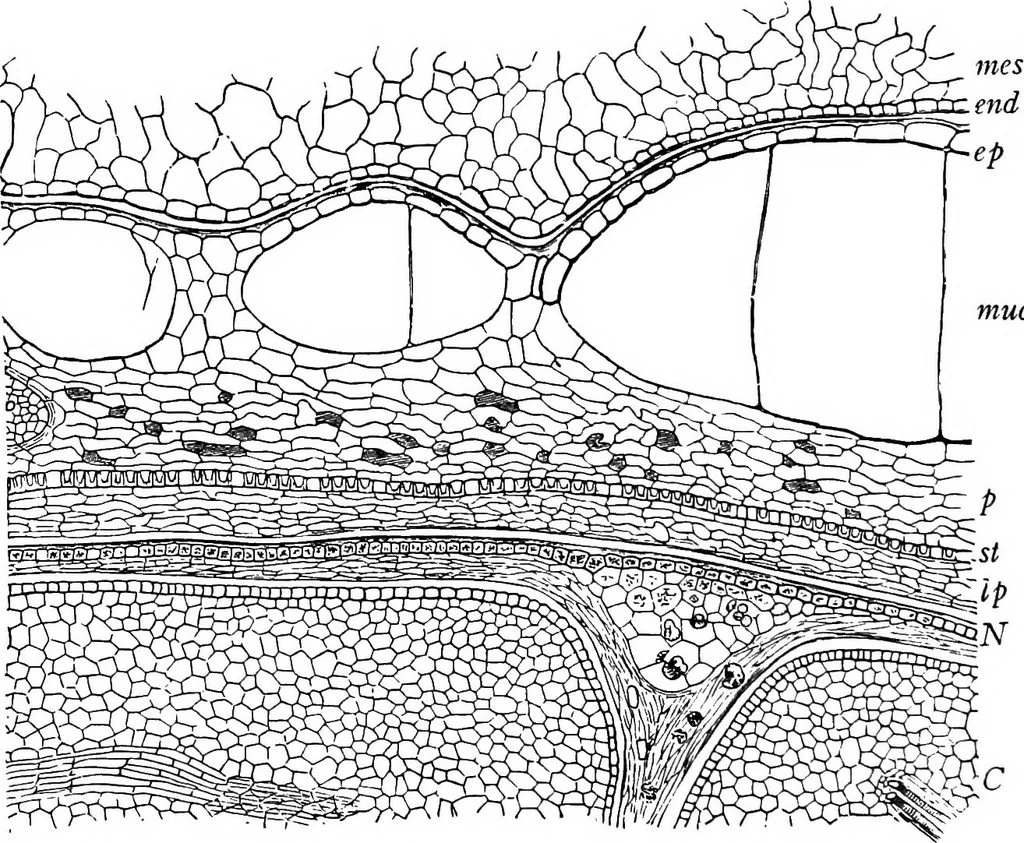 An illustration from The microscopy of vegetable foods : with special reference to the detection of adulteration and the diagnosis of mixtures, 1906, leaf 467