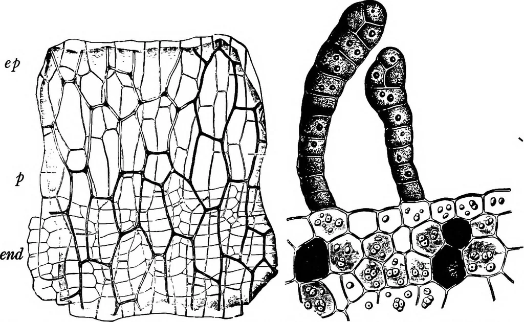 An illustration from The microscopy of vegetable foods : with special reference to the detection of adulteration and the diagnosis of mixtures, 1906, leaf 468